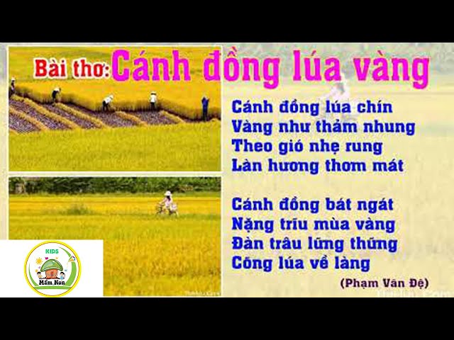 Bài Thơ Cánh Đồng Lúa Vàng Hay Nhất Gallery 2