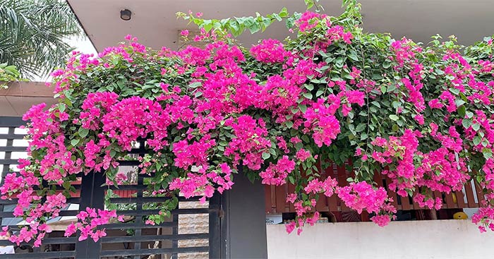 Tả một giàn cây leo mà em đã từng thấy Gallery 1