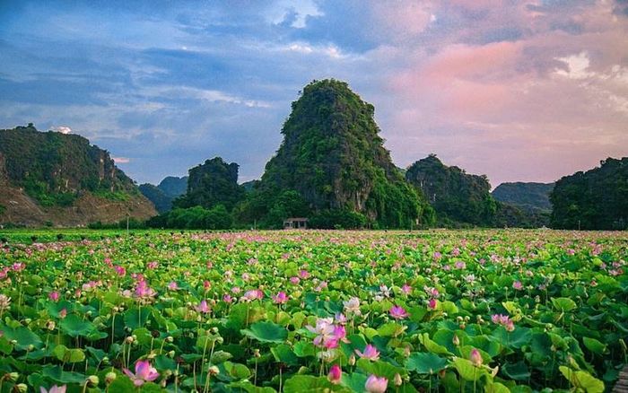Khi mùa sen nở Gallery 1