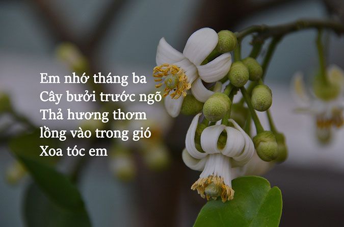 Thơ về cô gái tháng 3 Gallery 1