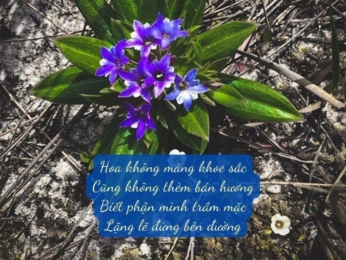 Thơ về hoa dại ven đường Gallery 1