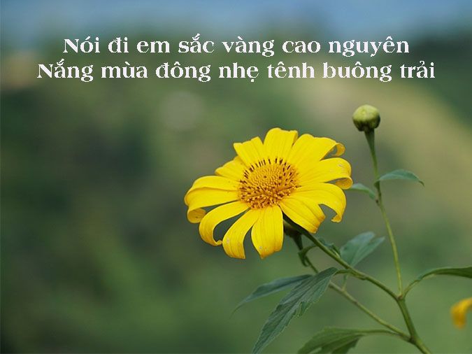 Thơ về Hoa Dã Quỳ - Vẻ Đẹp Hoang Dại Của Mùa Thu Gallery 1