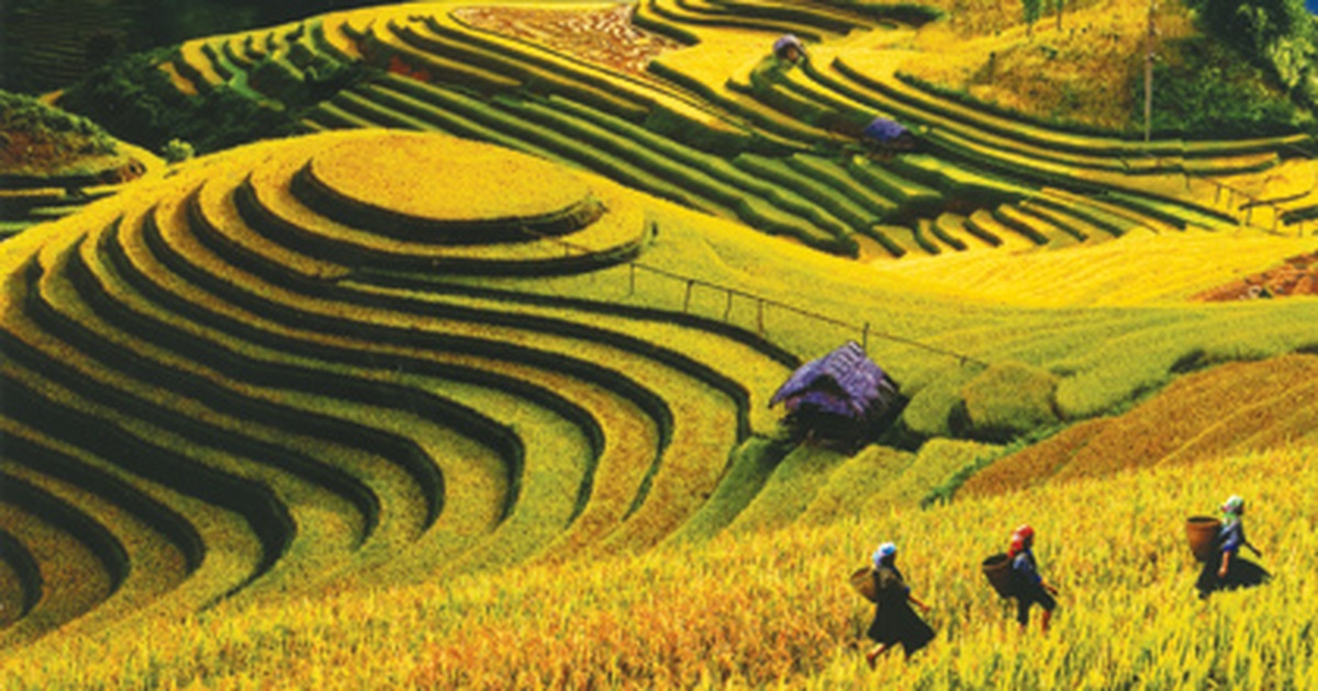 Cánh Đồng Mùa Thu Gallery 1