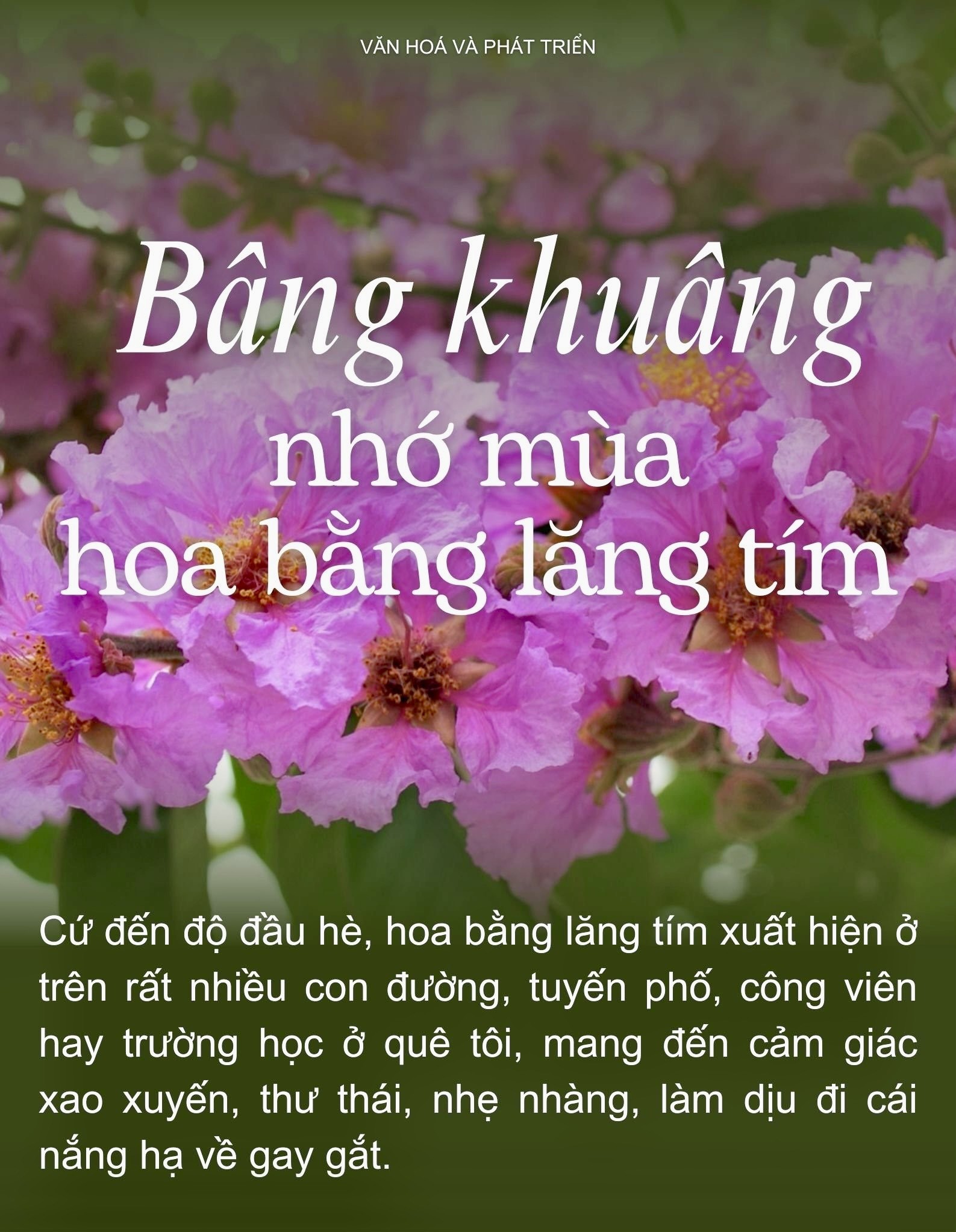 Thơ về hoa bằng lăng: Tìm hiểu vẻ đẹp và ý nghĩa của loài hoa tím biếc Gallery 1