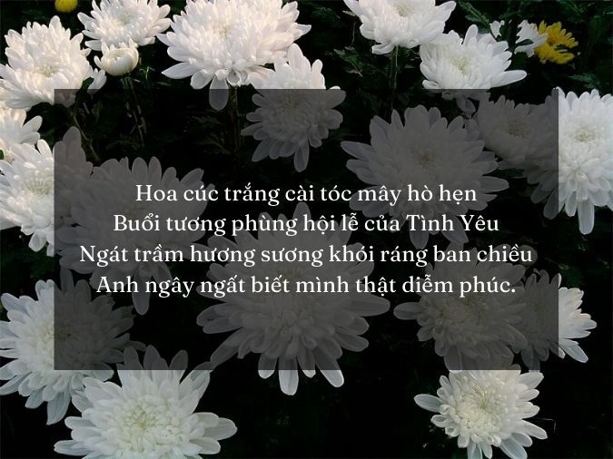 Thơ Về Hoa Cúc: Tuyển Tập Thơ Hay Về Loài Hoa Kiêu Sa Gallery 1