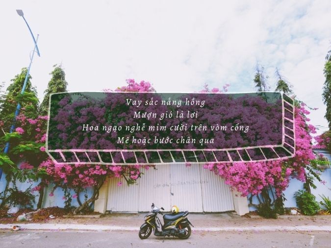 Thơ Về Hoa Giấy - Vẻ Đẹp Tinh Khôi Trong Mỗi Vần Thơ Gallery 1