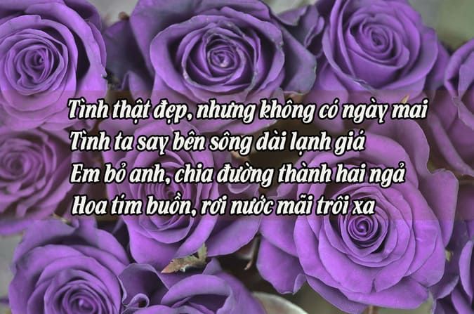 Thơ Ngắn Về Hoa Hồng Gallery 1