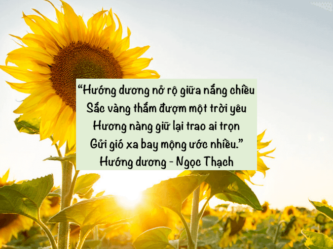 Thơ về Hoa Hướng Dương và Em Gallery 1