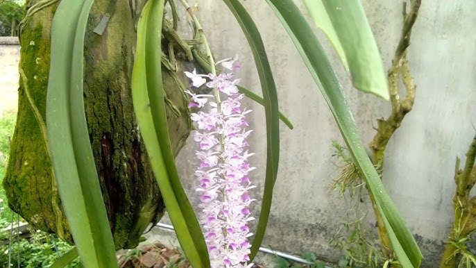Tả Hoa Lan Gallery 1
