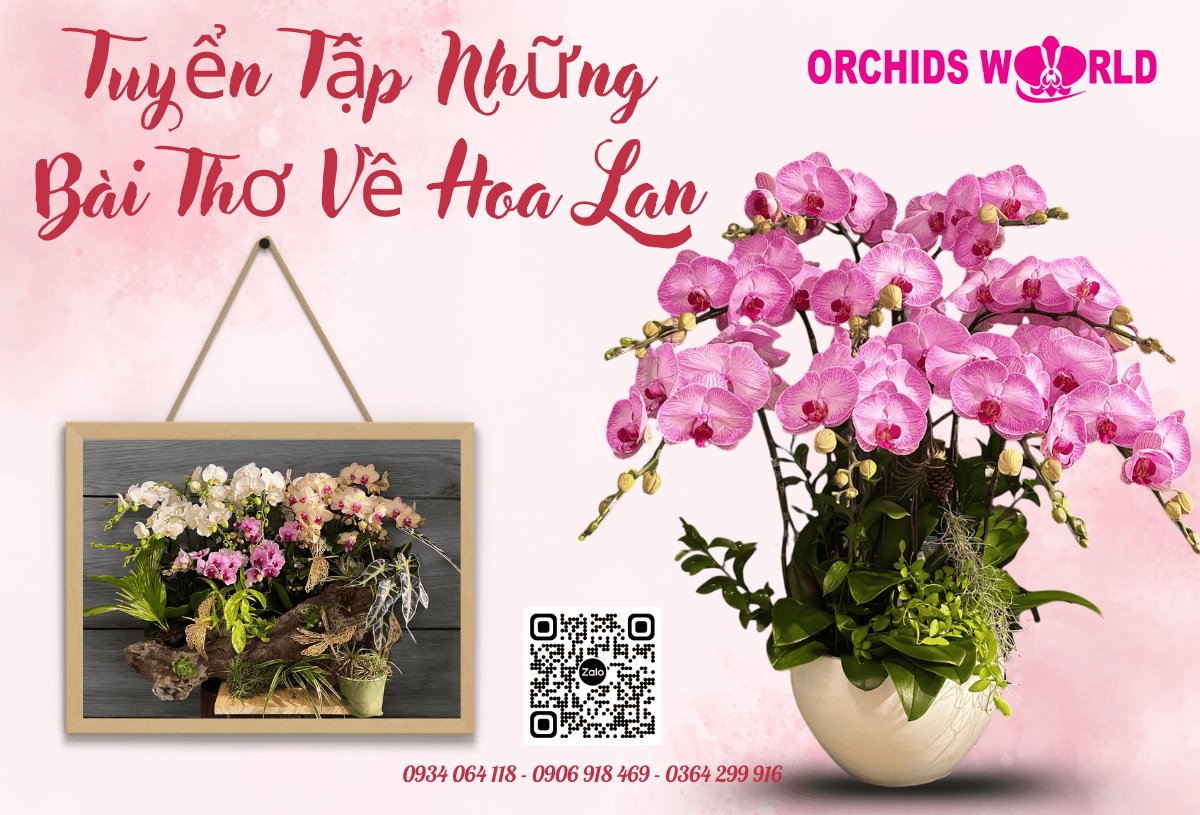 Thơ Hay Về Hoa Lan - Mê hoặc sắc hương Gallery 1