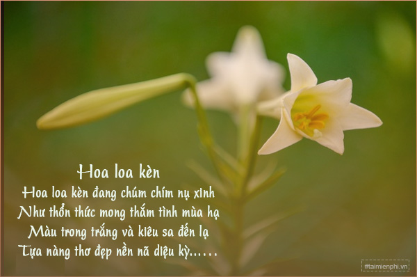 Thơ Về Hoa Loa Kèn - Tuyển Tập Thơ Hay Về Loài Hoa Tinh Tế Gallery 1