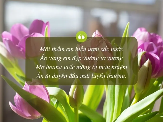 Thơ về Hoa Tulip Gallery 1