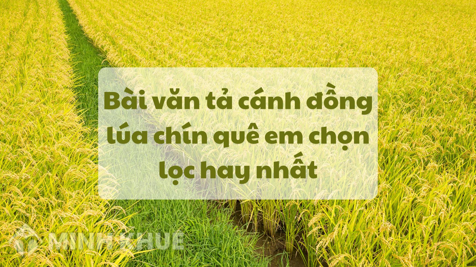 Cánh Đồng Lúa Chín – Vàng ươm trải dài Gallery 1