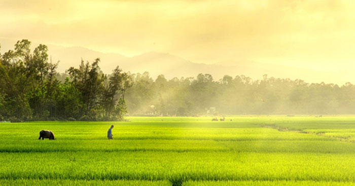 Tả một cánh đồng Gallery 1