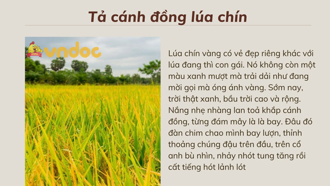 Bài Văn Tả Đồng Lúa Gallery 1