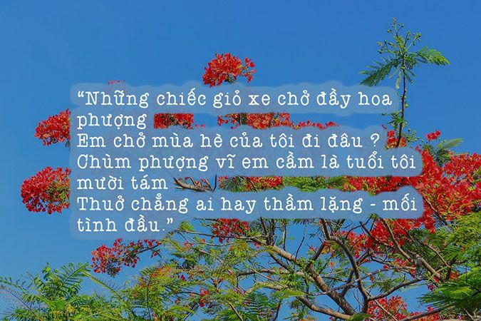 Thơ Tình Mùa Hạ Gallery 1
