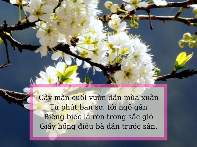 Thơ về Hoa Mận: Hương Sắc Miền Cao Nguyên Gallery 1