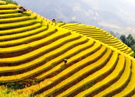Cánh Đồng Lúa Chín Vàng Đẹp Gallery 1
