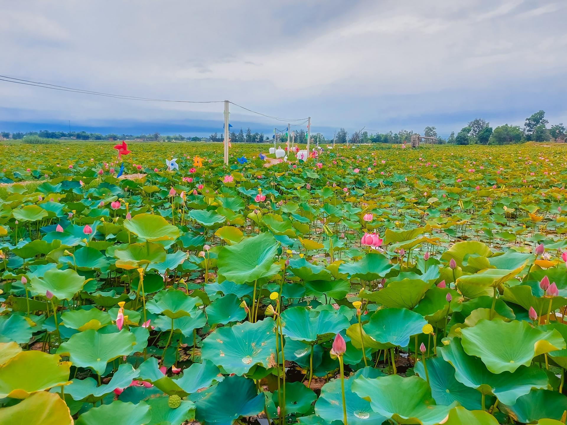 Bài Văn Tả Đầm Sen Gallery 1