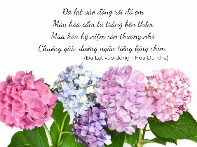 Thơ về Hoa Cẩm Tú Cầu Gallery 1
