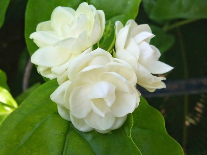 Hình ảnh hoa nhài đẹp Gallery 1