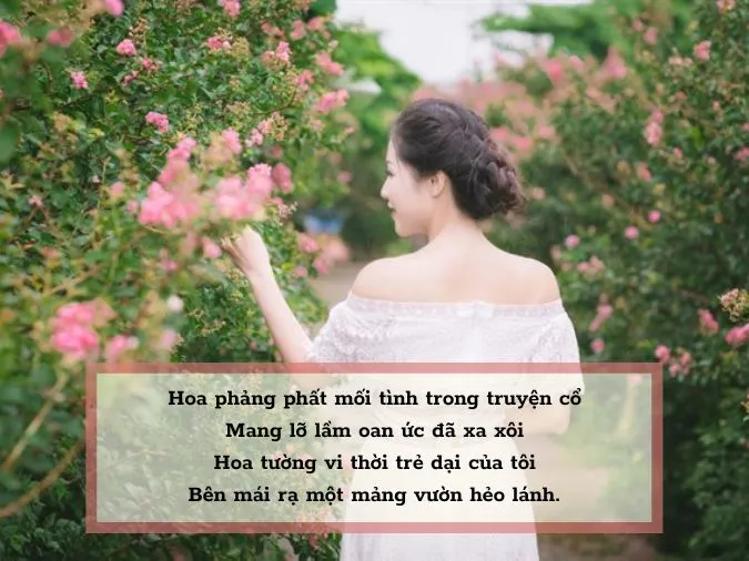 Thơ Về Hoa Tường Vi - Vẻ Đẹp Kiêu Sa Và Mê Hoặc Gallery 1