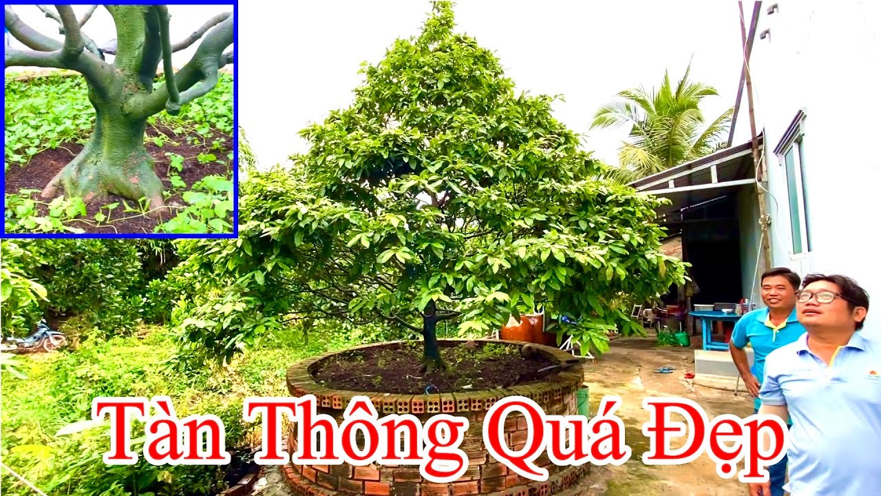 Mai Tàn Thông Đẹp Gallery 1