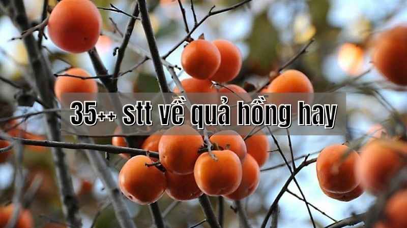 Thơ về Quả Hồng Gallery 1
