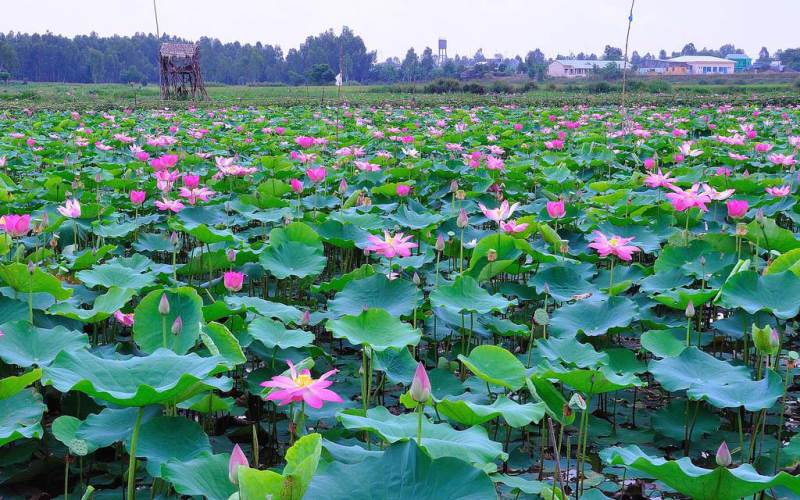Cánh Đồng Sen Tháp Mười - Hương Sen Ngát Ngào Miền Tây Gallery 1
