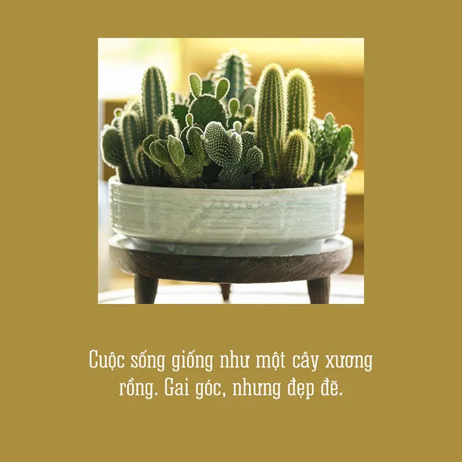 Những Câu Nói Hay Về Xương Rồng: Lời Khăn Giấy Của Sa Mạc Gallery 2