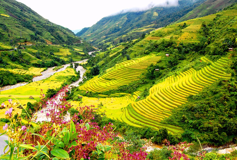 Việt Nam Quê Hương Tôi Gallery 1