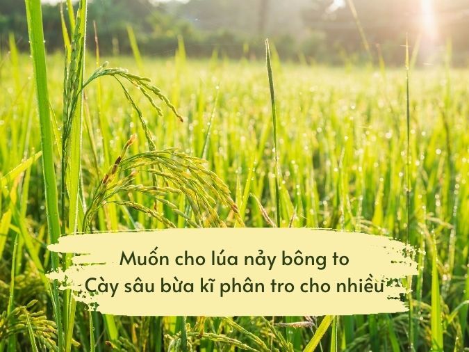 Thành Ngữ Việt Nam Miêu Tả Vẻ Đẹp Gallery 1