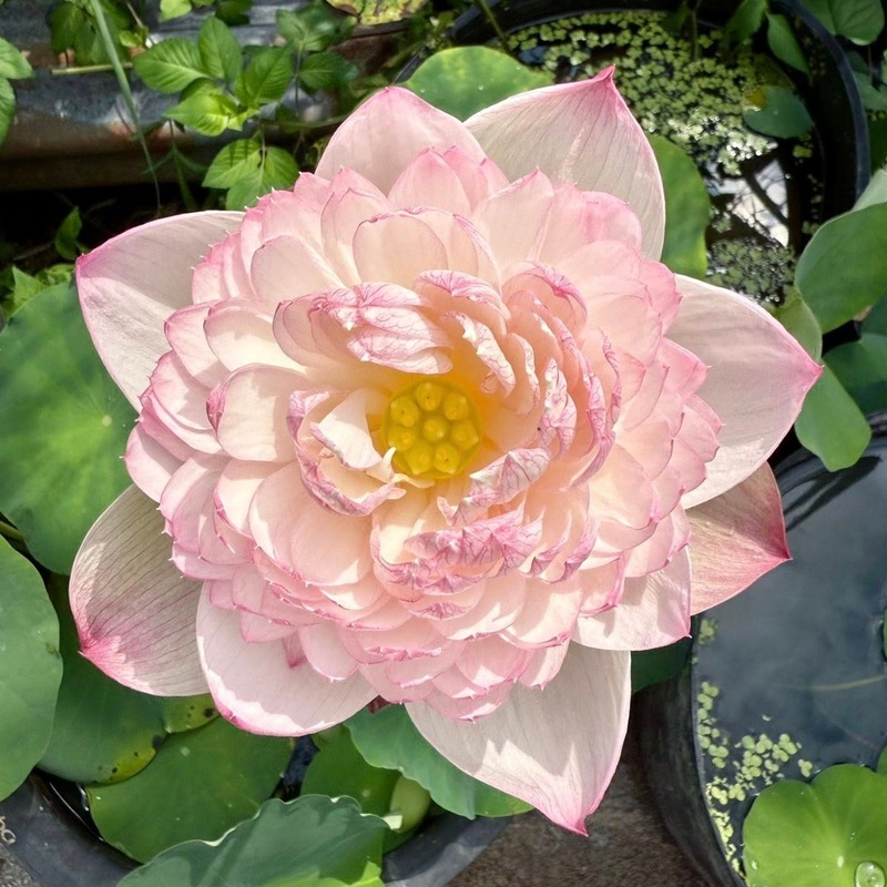 Tả Hoa Sen Ngắn Gọn Gallery 1