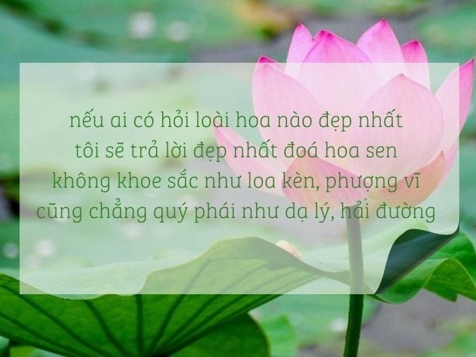 Status Hay Về Hoa Sen: Lời Tri Ân Tình Yêu và Sự Thanh Khiết Gallery 1