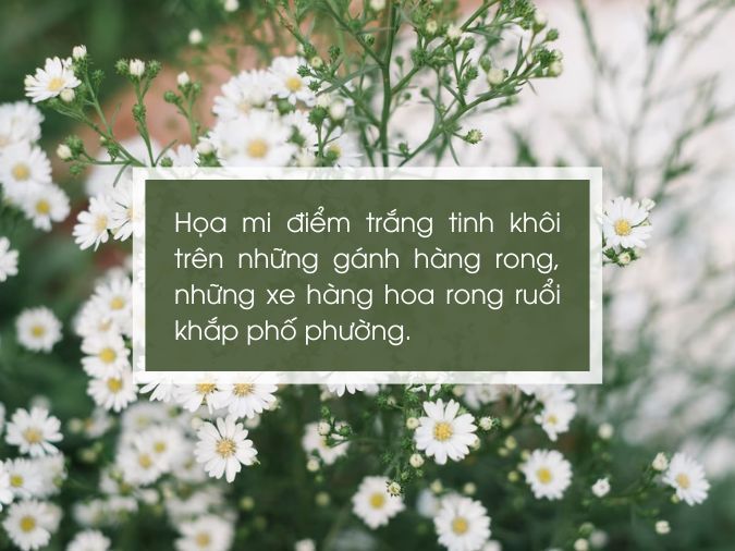 Thơ Hay Về Cúc Hoạ Mi Gallery 1