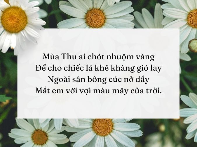 Thơ Hoa Cúc Vàng Gallery 1