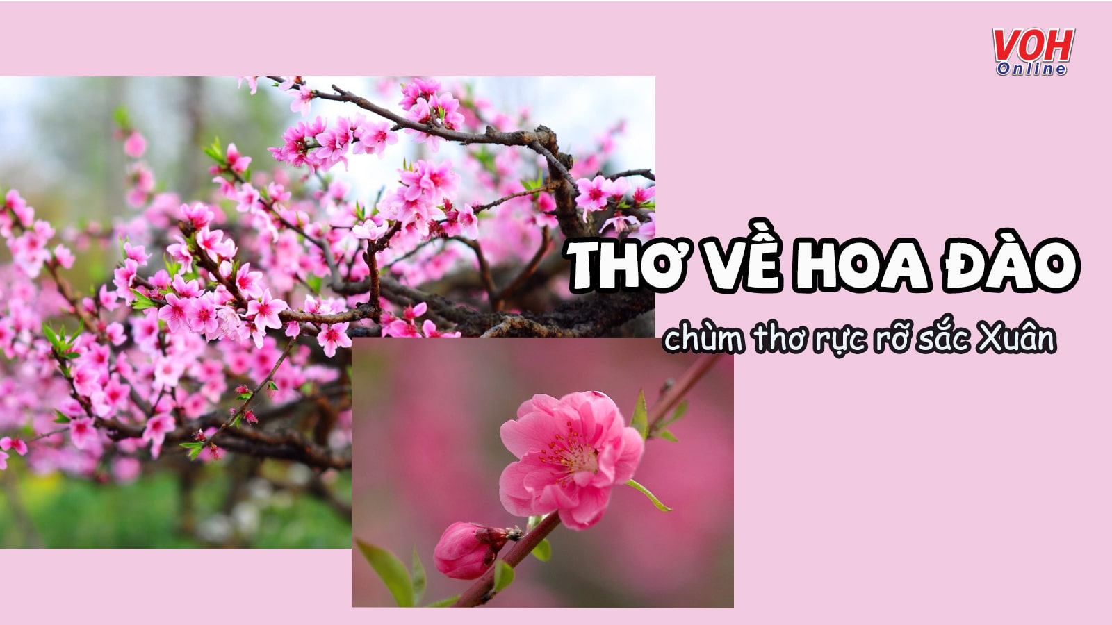 Thơ về Hoa Đào - Tuyển tập những bài thơ hay nhất Gallery 1