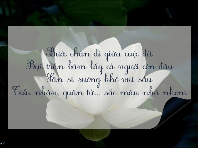 Thơ Về Sen Trắng - Tinh Khí Ngát Ngào, Thuần Khiết Tâm Hồn Gallery 1