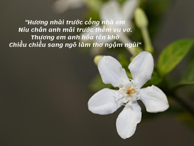 Thơ về Hoa Nhài Gallery 1