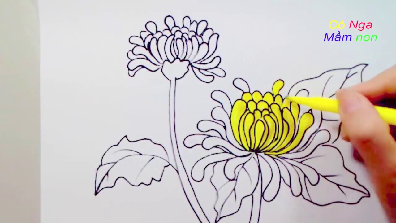 Vẽ Hoa Cúc Trắng