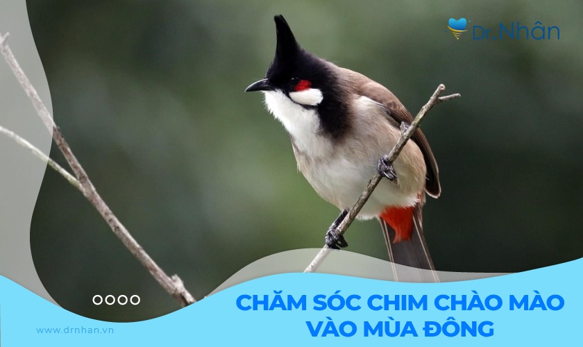 Cách Chăm Sóc Chim Chào Mào Gallery 2