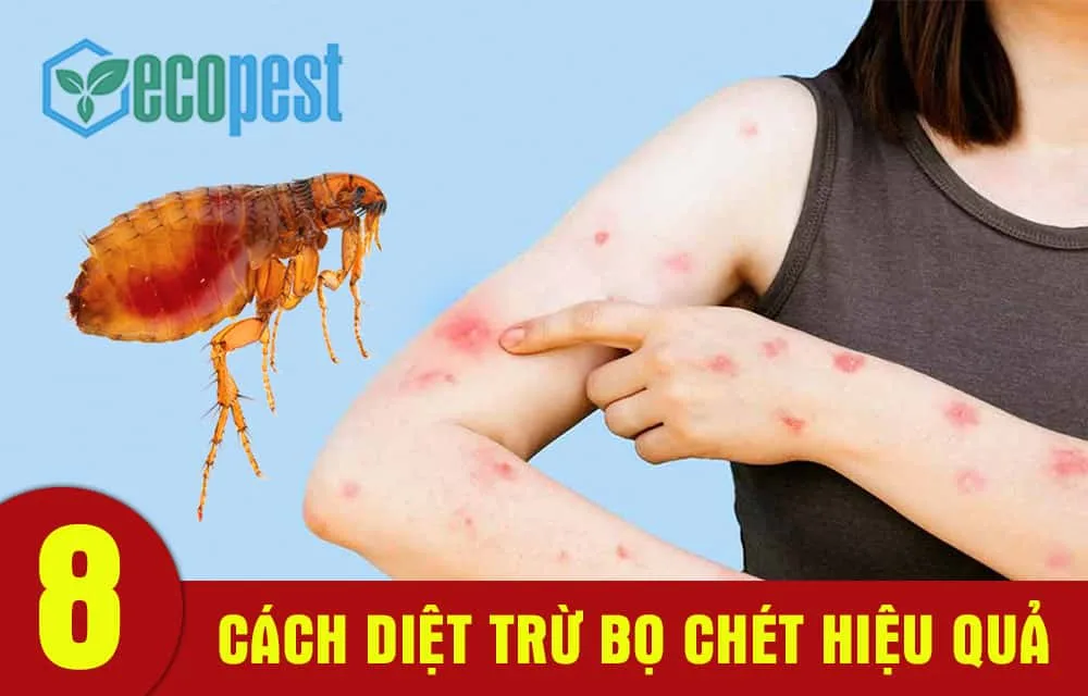 Cách Diệt Rận Trong Nhà Hiệu Quả Gallery 1