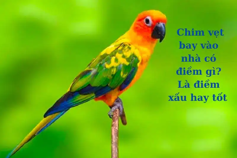 Vẹt Bay Vào Nhà: Điềm Báo Hay Ngẫu Nhiên?
