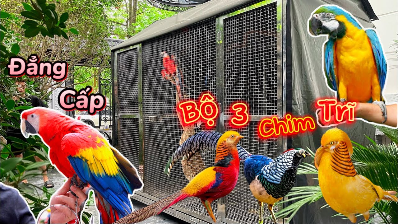 Vẹt Bay Vào Nhà: Điềm Báo Hay Ngẫu Nhiên? Gallery 2