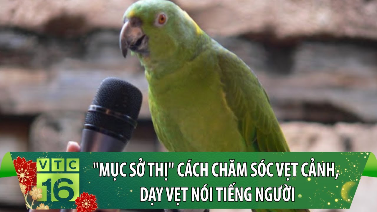 Vẹt Nói Tiếng Người: Sự Thật Và Những Điều Thú Vị
