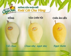 Xoài Cát Chu Có Chua Không? Gallery 1