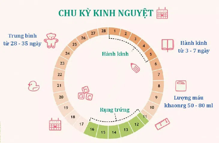 Cách Tính Chu Kỳ Kinh Nguyệt