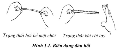 Lực đàn hồi xuất hiện tỉ lệ với độ biến dạng khi nào? Gallery 2