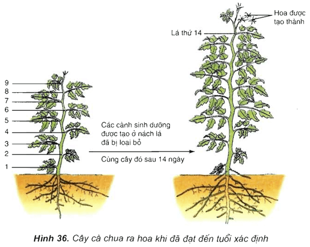 Nẫy hay Lẫy? Sự Khác Biệt Và Cách Sử Dụng Gallery 2