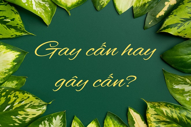 Gay cấn hay gây cấn? Gallery 2